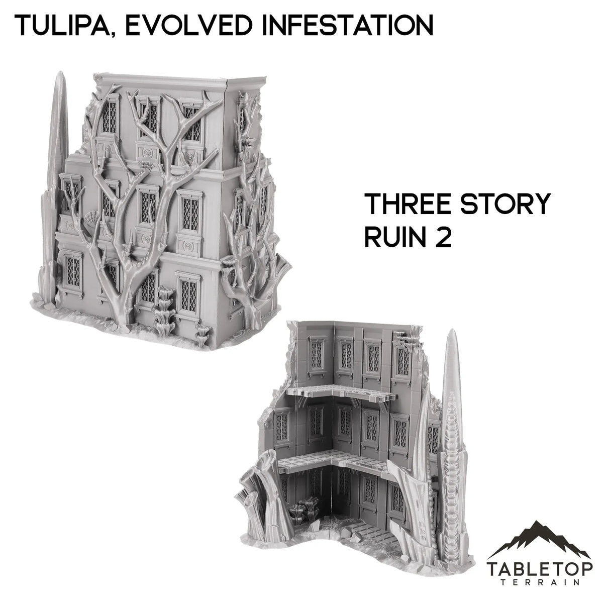 Tulipa, Evolved Infestation