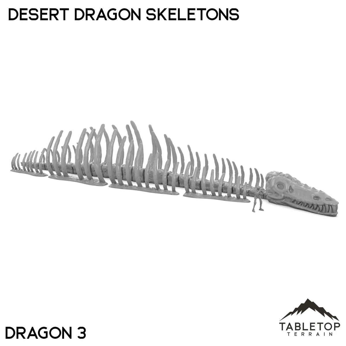 Desert Dragon Skeletons
